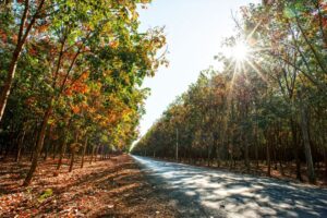 du lich binh phuoc 1 1708